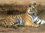 Indian Tiger Tourism
