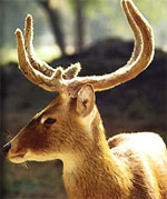 Corbett Nationa  Park