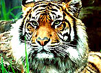 Indian Wildlife Tours