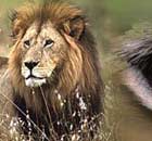 Indian Wildlife Sariska